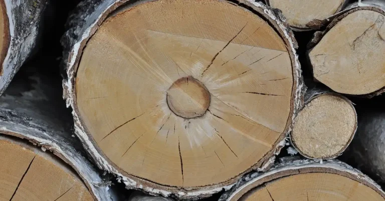 Stacked birch wood logs showing pale grain, the raw hardwood sold by lumber yards