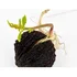 Black walnut stratified pre-germinated seedling ready to plant