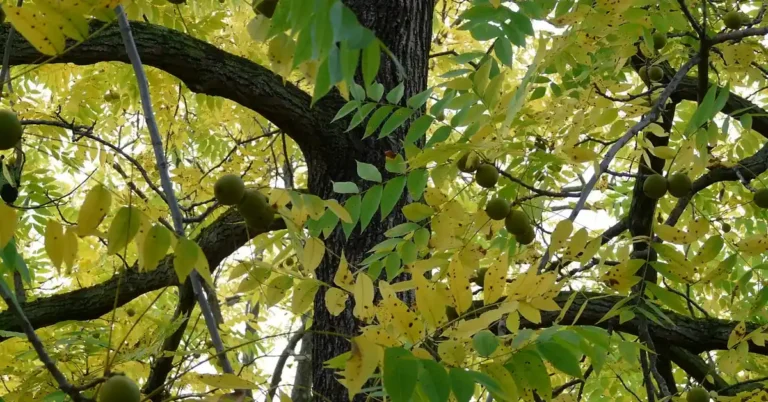 Mature black walnut tree branches with green-husked walnuts and yellowing autumn leaves