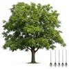 5 pack black walnut tree seedlings bare root live hardwood trees