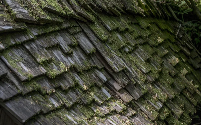 Moss growth and decay on old weathered cedar shake siding shingles