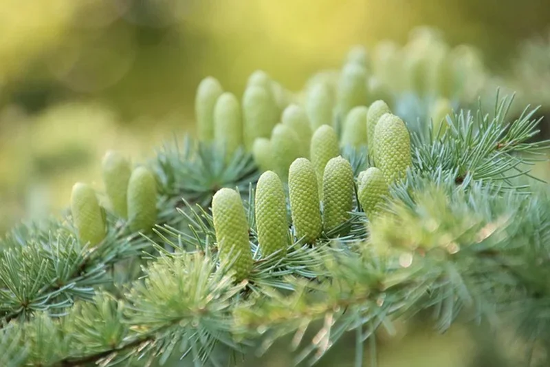 Cedar tree branch with new cone growth in a forest