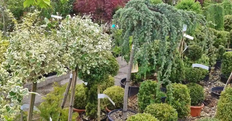 Rows of potted dwarf conifers and evergreen trees at a plant nursery