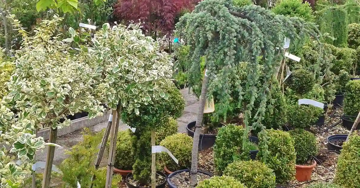 Rows of potted dwarf conifers and evergreen trees at a plant nursery