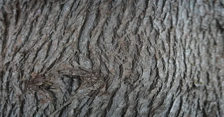 Close-up of aromatic cedar tree bark texture