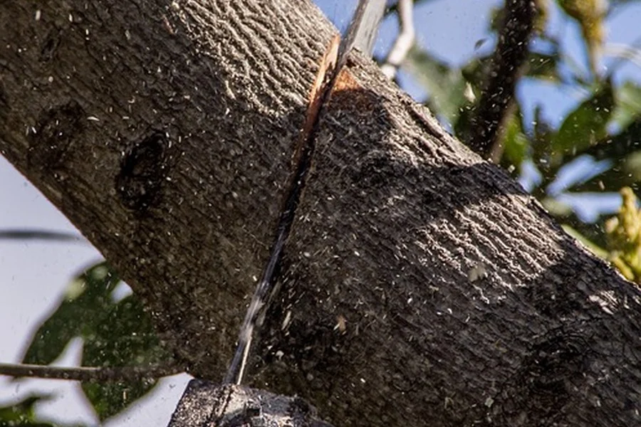 Chainsaw bar limbing a tree branch, a typical Farm and Ranch saw task