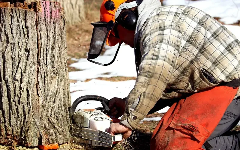 chainsaw operator wearing helmet, face shield, and chaps while cutting a tree stump chainsaw operator wearing helmet, face shield, and chaps while cutting a tree stump