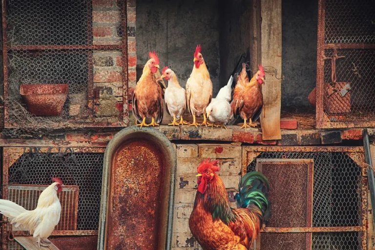 Chicken wire fence securing chickens in a wooden coop