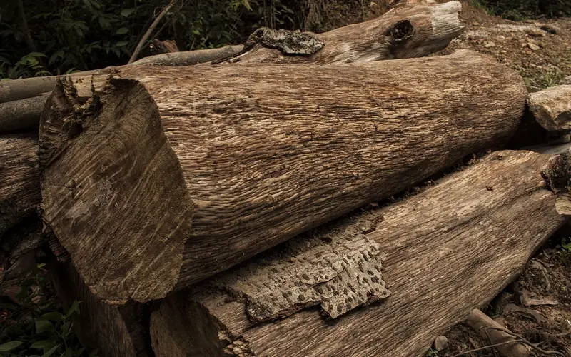 Close-up of a freshly cut log showing growth rings and bark texture Close-up of a freshly cut log showing growth rings and bark texture