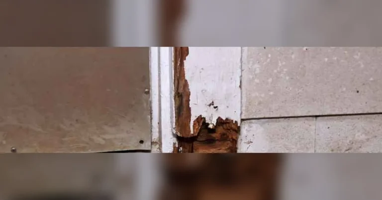 Close-up of a wood door frame corner with rotted, splintered wood before repair