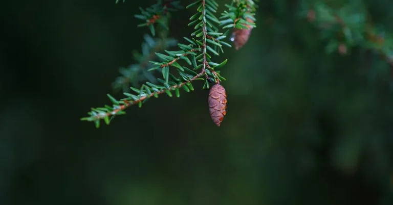 close-up of eastern hemlock branch with needles and cone, a coniferous softwood species