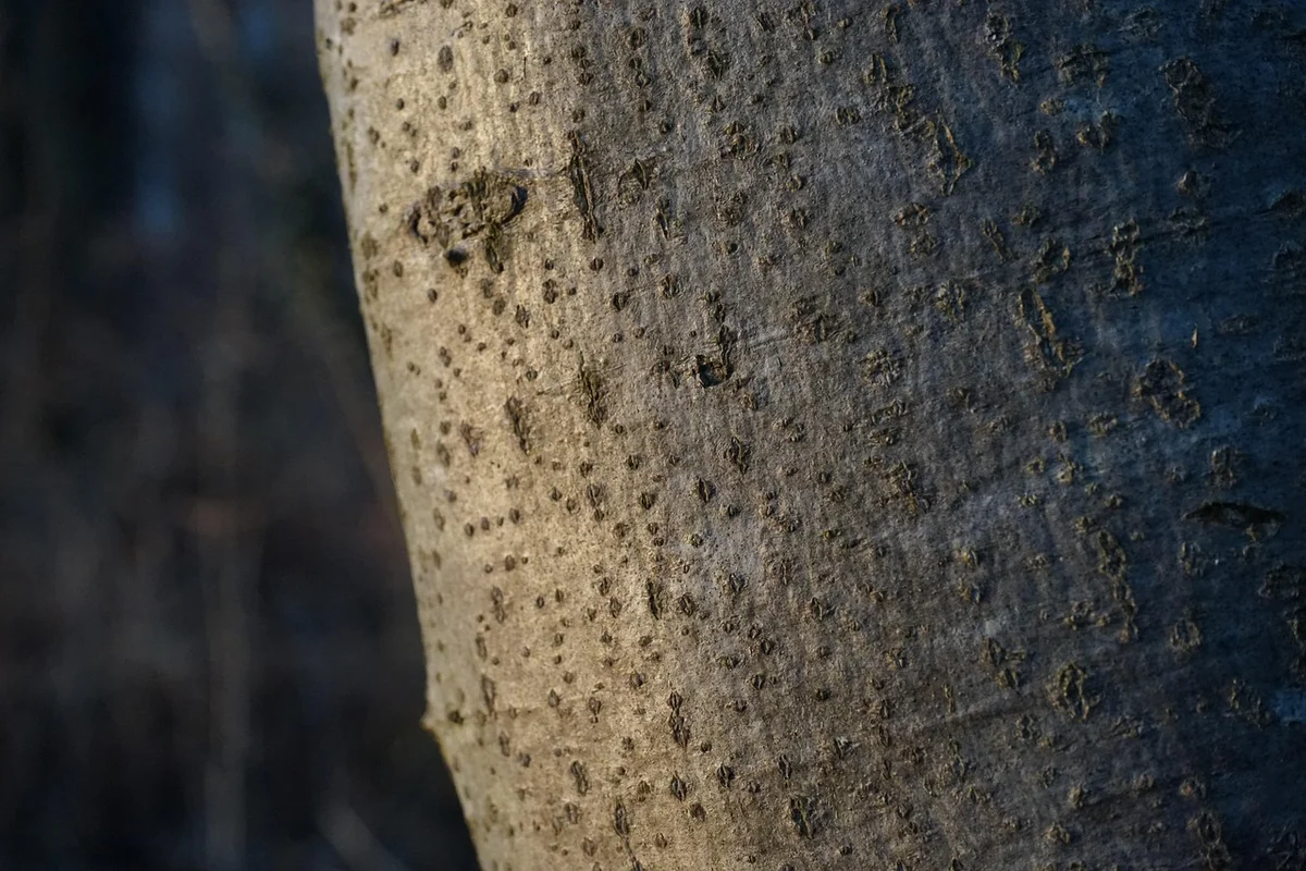 Close-up of smooth gray European beech bark on a mature Fagus sylvatica trunk