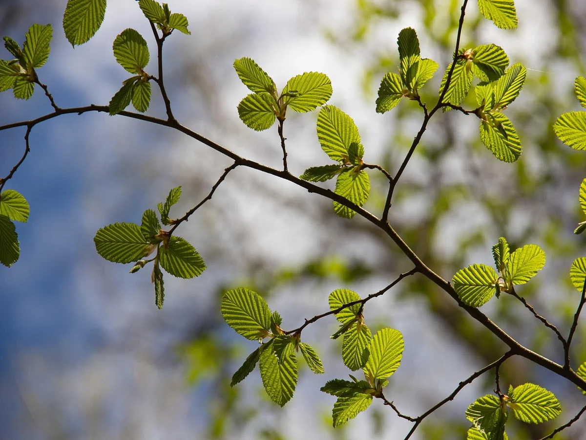 European beech leaves showing smooth, non-serrated leaf margins on a young branch