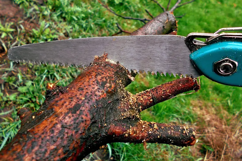 Folding saw cutting through a small tree branch on grass