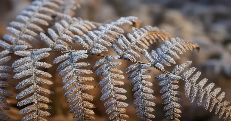 Frost-covered fern fronds showing a natural branching pattern