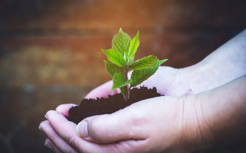 Hands cupping a young tree seedling in soil during a reforestation planting Hands cupping a young tree seedling in soil during a reforestation planting