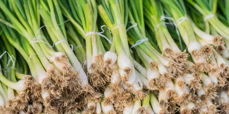 Freshly harvested onions
