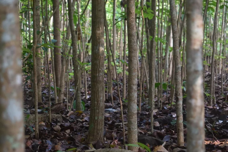 Mahogany plantation forest - tall trees