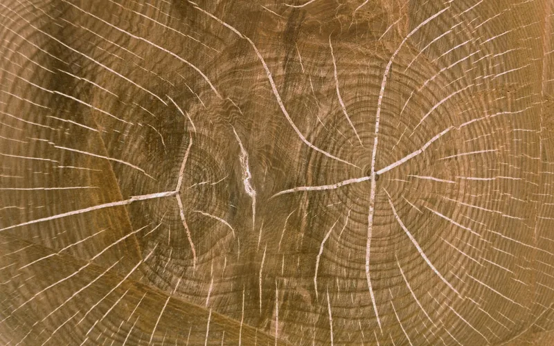log slice end grain showing growth rings and radial cracks log slice end grain showing growth rings and radial cracks