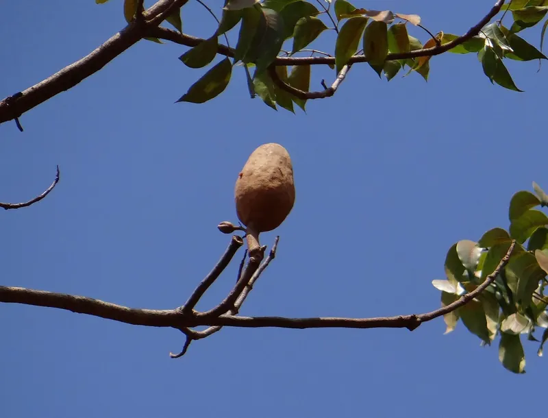 Mahogany seed capsule hanging from a branch against a blue sky