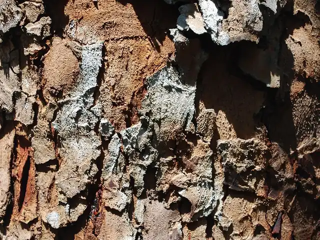 Rough flaking bark of a mahogany tree in Indonesia