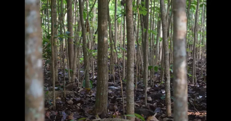 Rows of mature mahogany trees growing in a tropical plantation forest