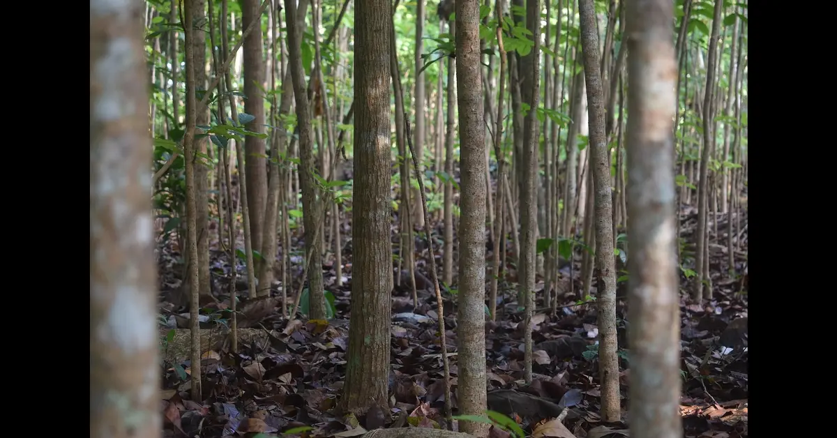 Rows of mature mahogany trees growing in a tropical plantation forest