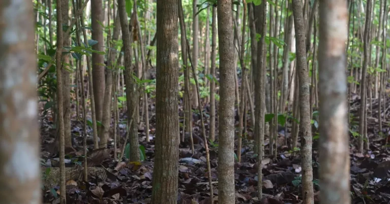 Rows of young mahogany trees growing in a managed tropical plantation