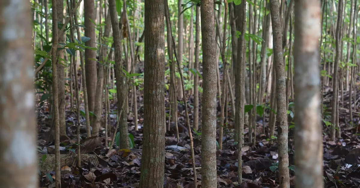 Rows of young mahogany trees growing in a managed tropical plantation