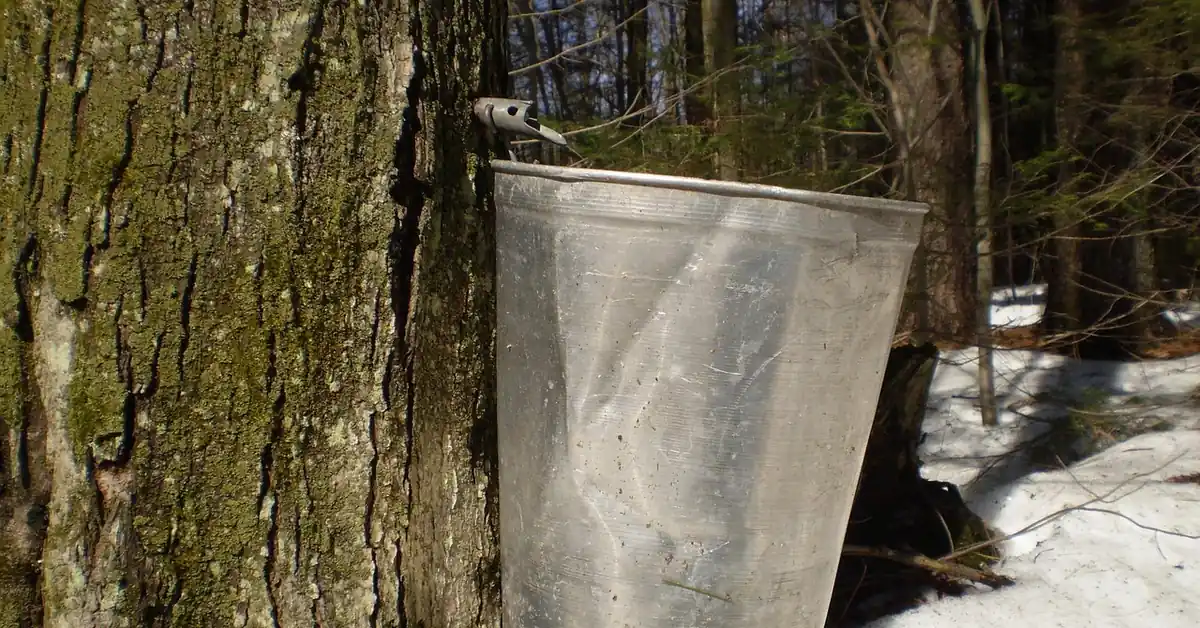 maple trees tapped with metal buckets collecting sweet sap in a forest