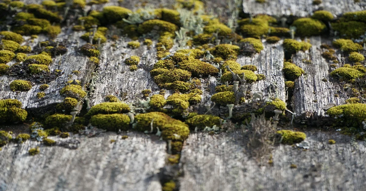 Weathered wood plank surface with moss and mildew growth