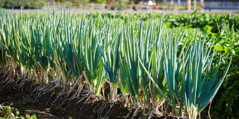 Onion rows growing in a garden bed