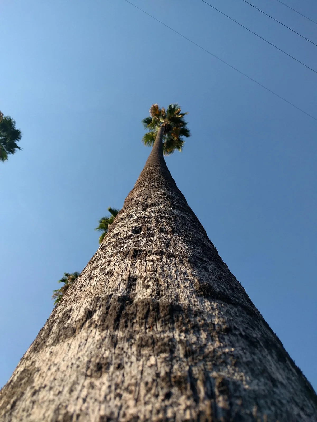 Tall palm tree trunk viewed from below against a blue sky