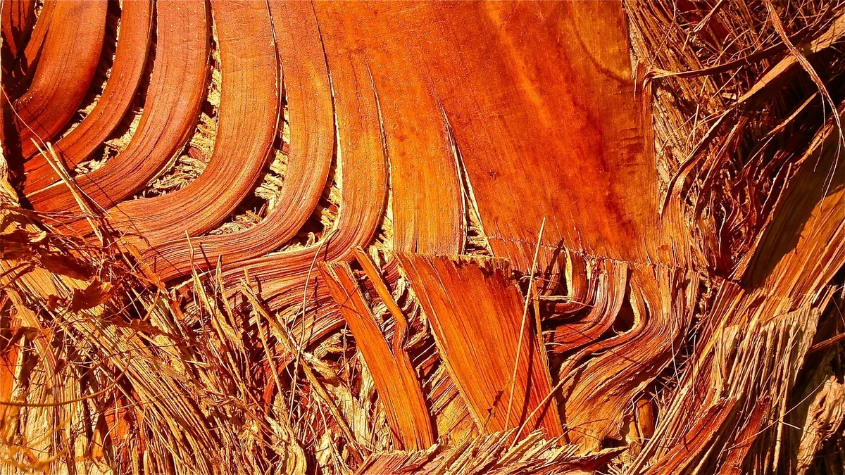 Close-up of cut palm trunk showing fibrous strands with no annual growth rings