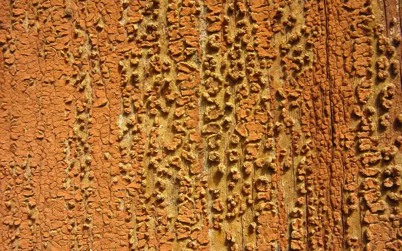 peeling paint flaking off an old exterior wood door showing bare wood underneath peeling paint flaking off an old exterior wood door showing bare wood underneath