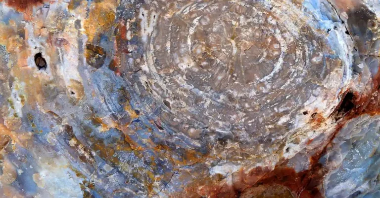 Close-up cross-section of colorful petrified wood showing mineral rings