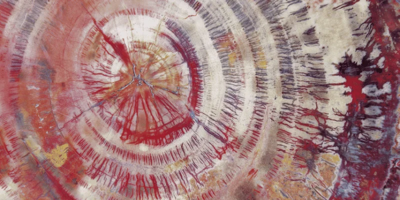 Colorful cross-section of petrified wood showing tree rings preserved in stone