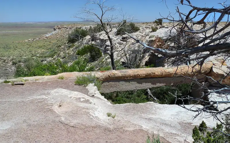 Colorful petrified wood fragments scattered across desert terrain at a national park
