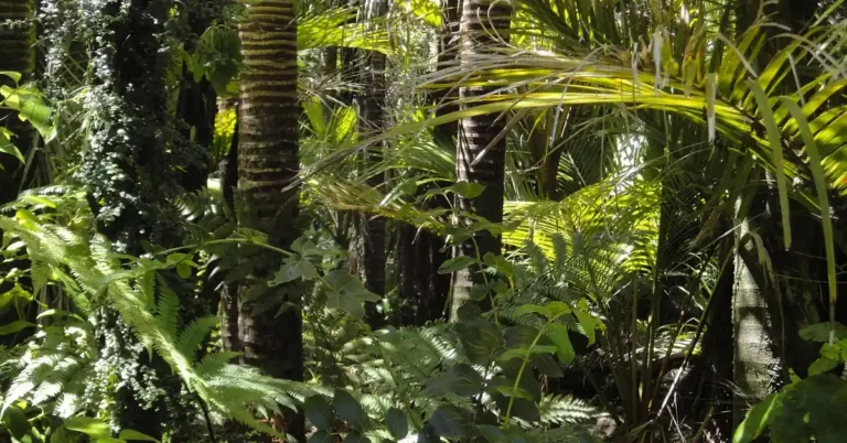 dense tropical rainforest canopy in the Amazon Basin, native habitat of purple heart trees