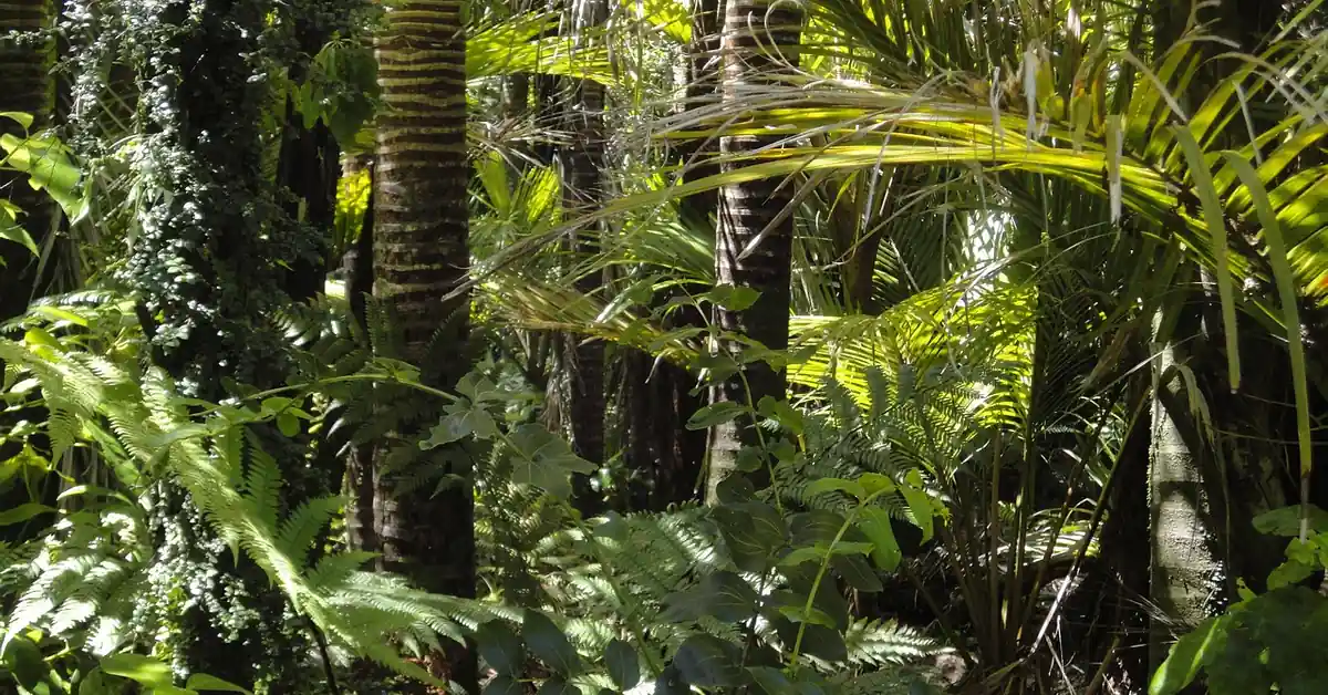 dense tropical rainforest canopy in the Amazon Basin, native habitat of purple heart trees