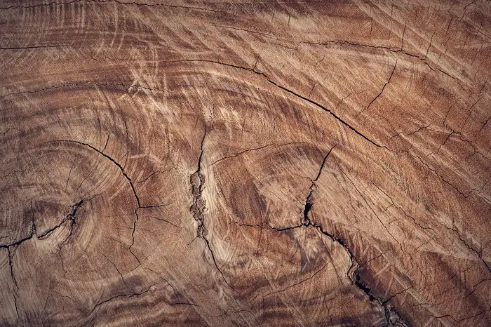 Raw, unfinished wood grain showing natural checking and character in the surface