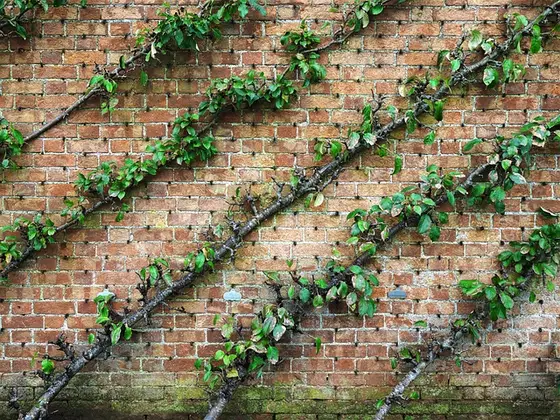 Espaliered fruit tree branches trained on a wall, the kind of growth that regularly needs pruning cuts Espaliered fruit tree branches trained on a wall, the kind of growth that regularly needs pruning cuts