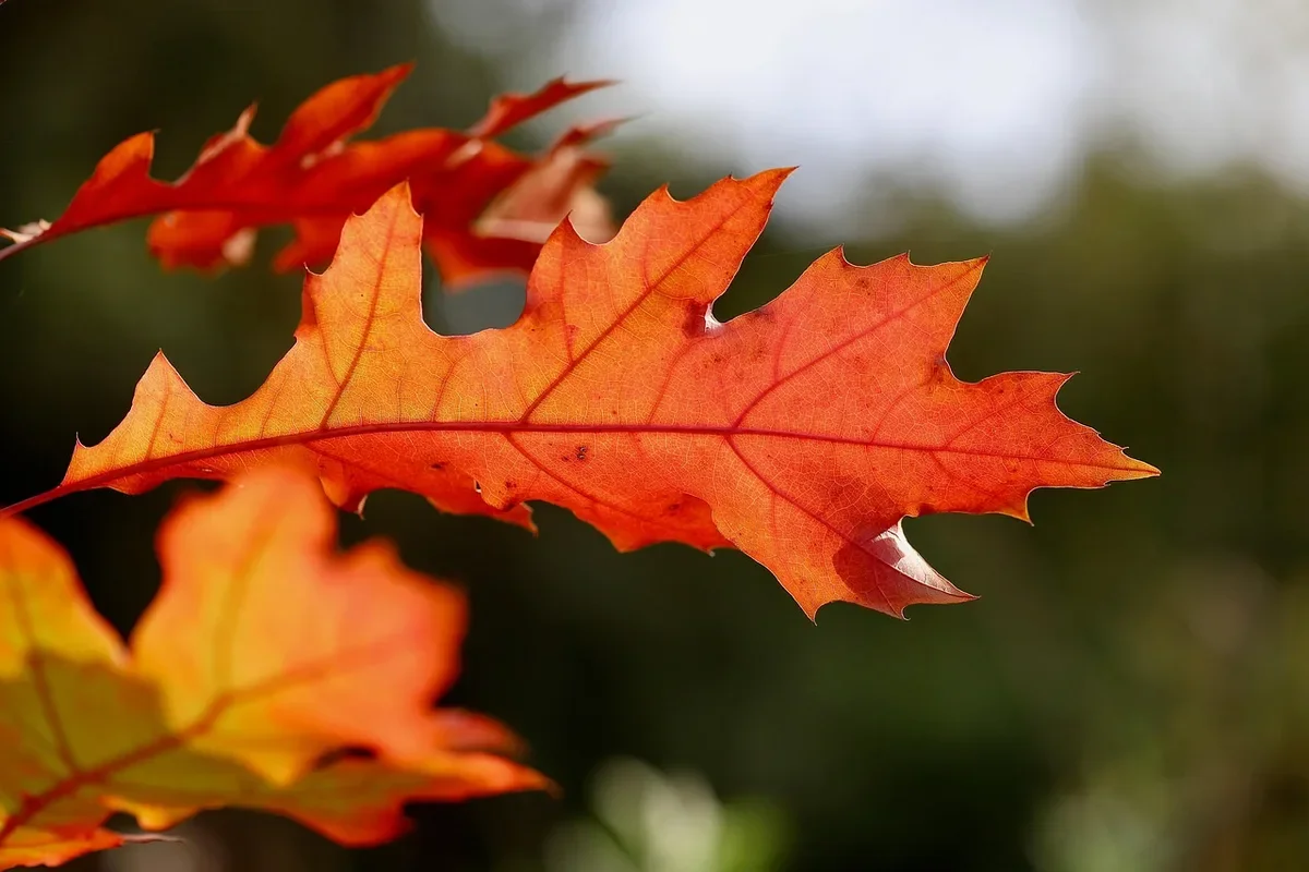 Red oak leaf in autumn light, a broadleaf hardwood tree