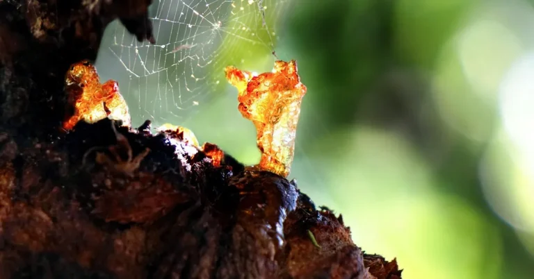Sticky tree resin sap hardening on wood bark before removal
