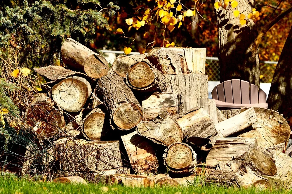 A pile of seasoned split firewood logs showing dry, cracked end grain in autumn