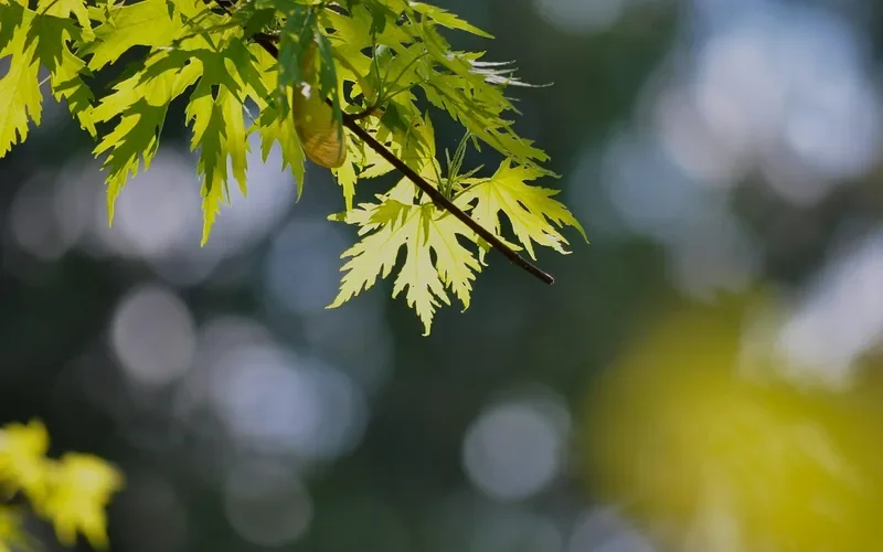 Silver maple tree branch with backlit leaves Silver maple tree branch with backlit leaves showing the deeply lobed leaf shape
