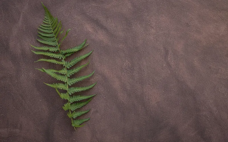 Single fern frond on a brown surface, a model for branching burn patterns