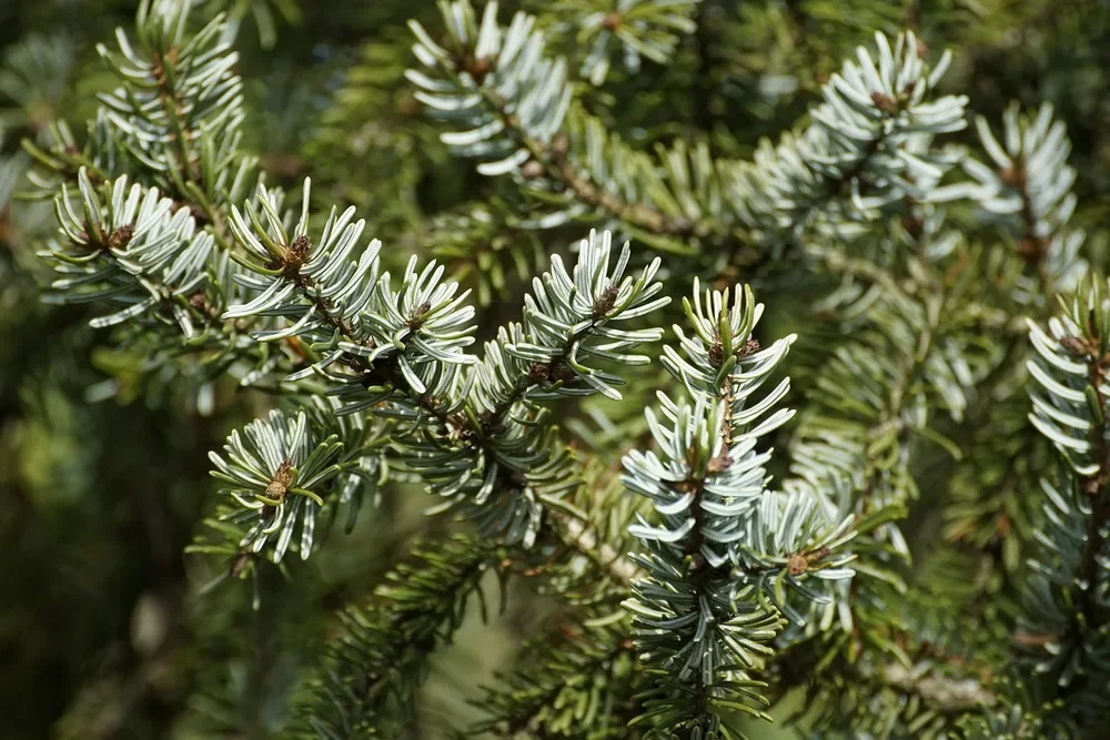 Spruce branch with needles, a conifer that produces softwood