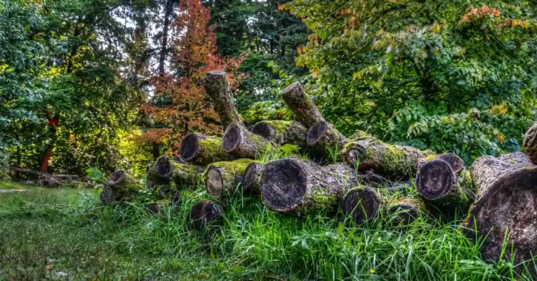 Freshly cut logs stacked in a forest clearing surrounded by autumn trees