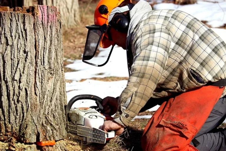 Stihl MS 311 style farm and ranch chainsaw cutting through a large tree stump